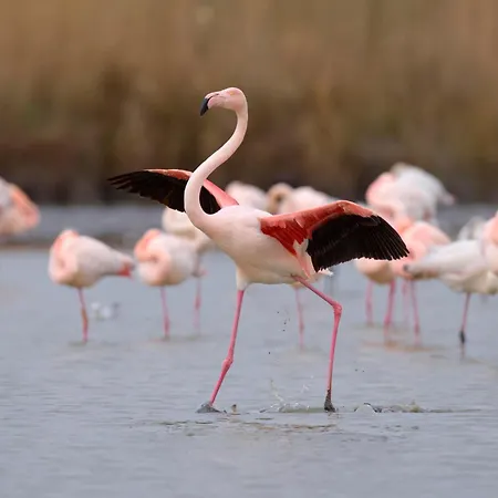 Les Rivages D'ulysse By Interhome * Le Grau-du-Roi